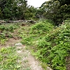 Plants: image 66 Of 208 Thumb